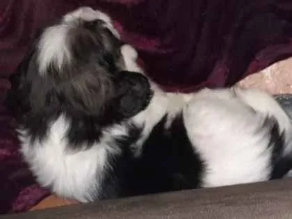 Cachorro ra a SRD sem raça  idade Abaixo de 2 meses nome Filhote 