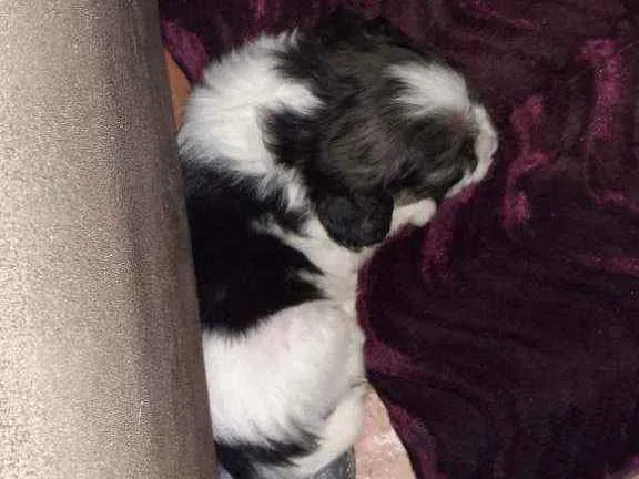 Cachorro ra a SRD sem raça  idade Abaixo de 2 meses nome Filhote 