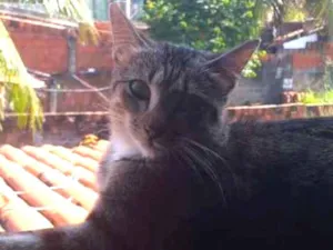 Gato raça  idade 1 ano nome Pintada