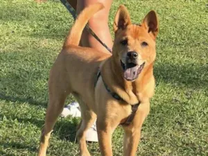 Cachorro raça Chowchow com mistura  idade 1 ano nome Luna