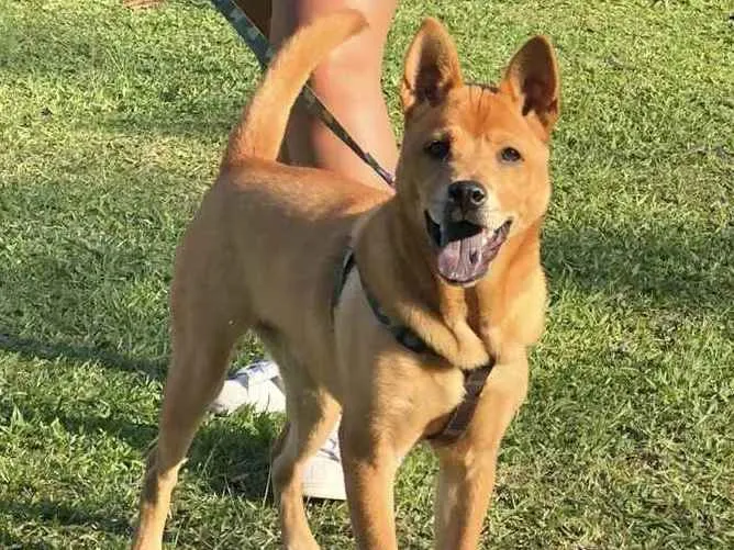 Cachorro ra a Chowchow com mistura  idade 1 ano nome Luna