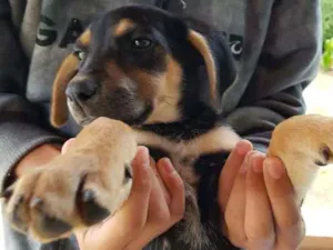 Cachorro raça SRD-ViraLata idade 2 a 6 meses nome ZUKA