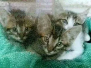 Gato raça sem raça idade 2 a 6 meses nome s/nome