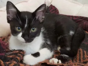 Gato raça SRD idade 2 a 6 meses nome Leonel