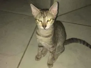 Gato raça indefinida  idade 2 a 6 meses nome sem nome 