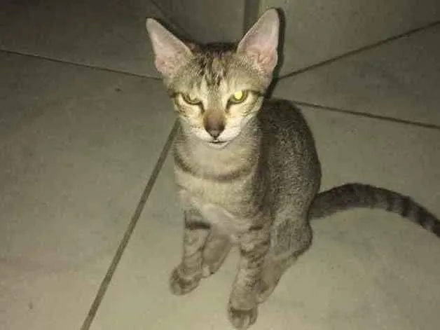 Gato ra a indefinida  idade 2 a 6 meses nome sem nome 