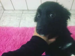 Cachorro raça misturado idade 7 a 11 meses nome pipoca