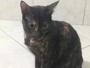 Gato raça indefinido  idade 7 a 11 meses nome pretinha