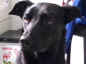 Cachorro raça SRD idade 7 a 11 meses nome Lua