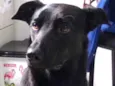 Lua