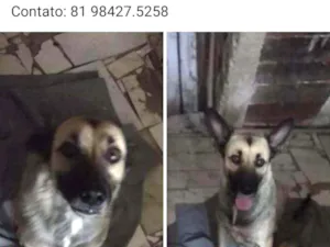 Cachorro raça mestiça idade 1 ano nome loly