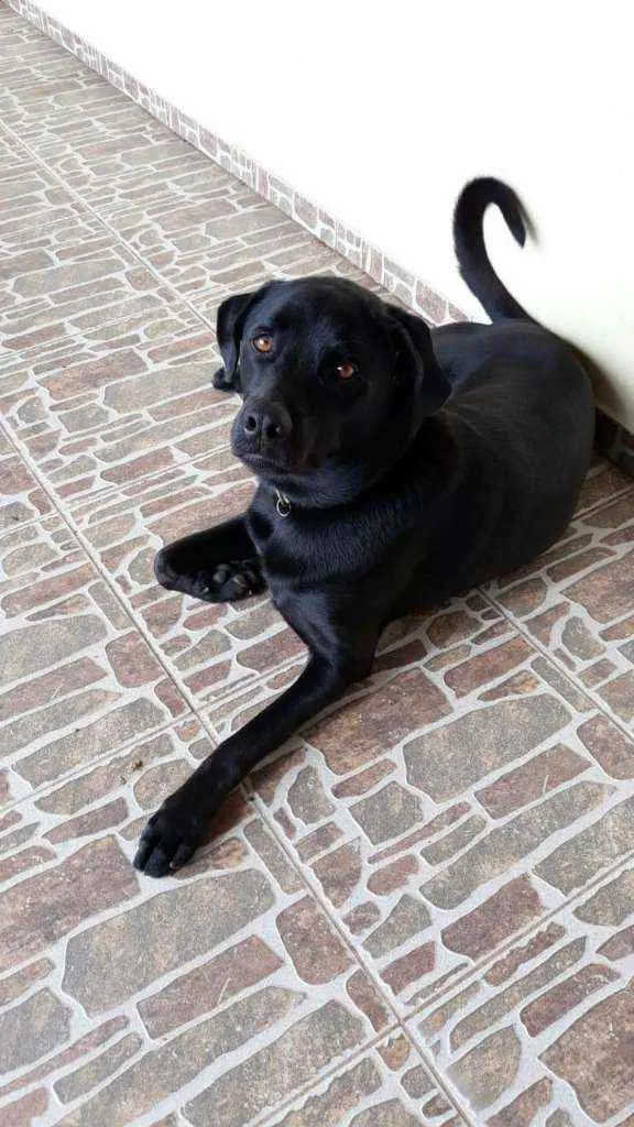 Cachorro ra a Vira lata idade 4 anos nome Mogli