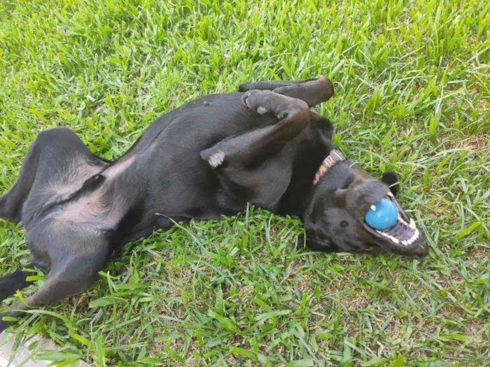 Cachorro ra a Vira lata idade 4 anos nome Mogli