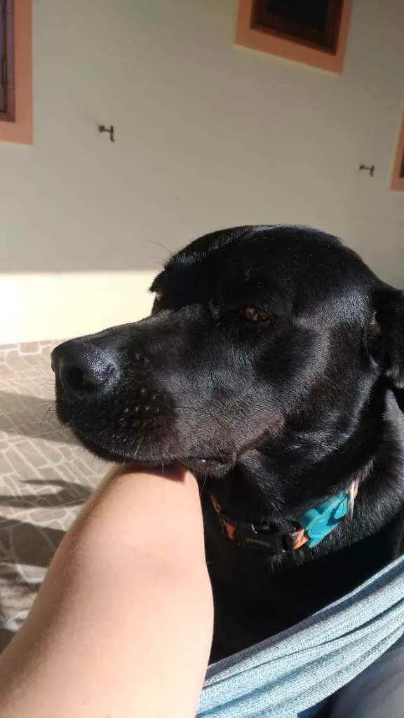 Cachorro ra a Vira lata idade 4 anos nome Mogli