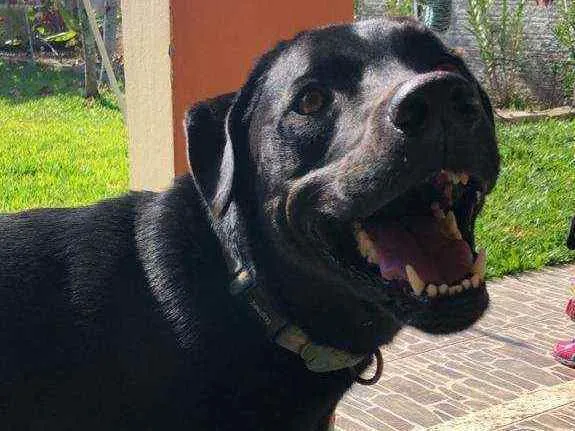 Cachorro ra a Vira lata idade 4 anos nome Mogli