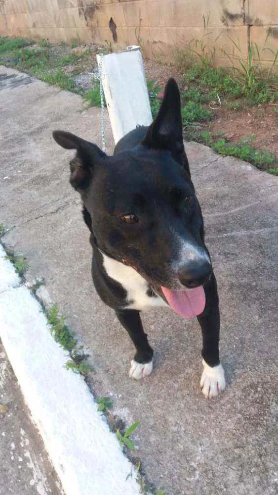 Cachorro ra a Não definida idade 1 ano nome Preta