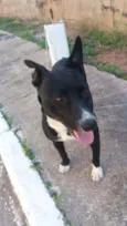 Preta