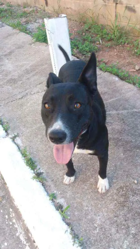 Cachorro ra a Não definida idade 1 ano nome Preta