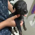Bibi