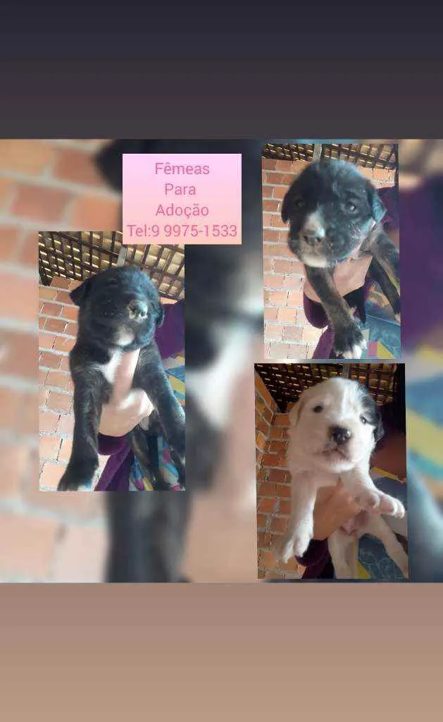 Cachorro raça Srd idade Abaixo de 2 meses nome Filhotes