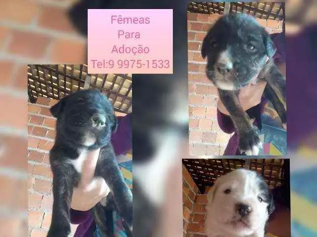 Cachorro raça Srd idade Abaixo de 2 meses nome Filhotes