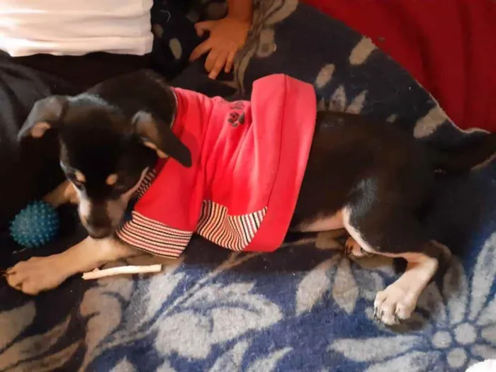 Cachorro ra a Srd  idade 2 a 6 meses nome Lancelot