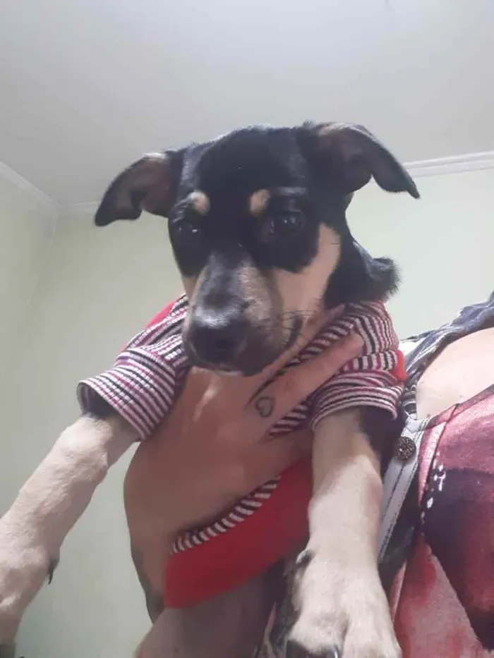 Cachorro ra a Srd  idade 2 a 6 meses nome Lancelot