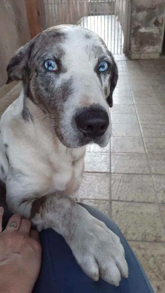 Cachorro ra a Mistura dog alemão  idade 1 ano nome Zoio Gagliasso 