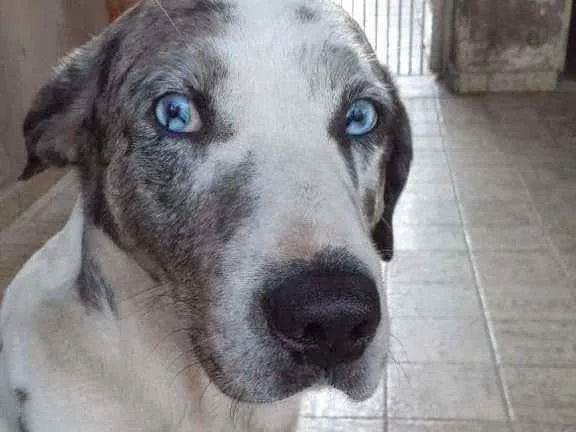 Cachorro ra a Mistura dog alemão  idade 1 ano nome Zoio Gagliasso 