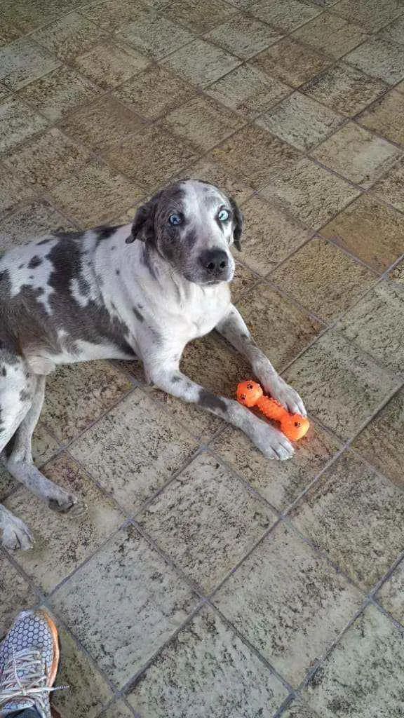Cachorro ra a Mistura dog alemão  idade 1 ano nome Zoio Gagliasso 