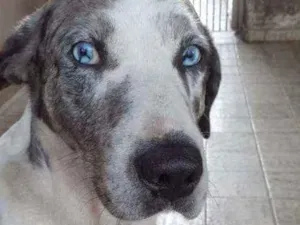 Cachorro raça Mistura dog alemão  idade 1 ano nome Zoio Gagliasso 