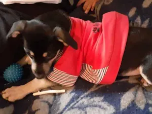 Cachorro raça Srd  idade 2 a 6 meses nome Lancelot