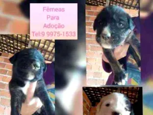 Cachorro raça Srd idade Abaixo de 2 meses nome Filhotes