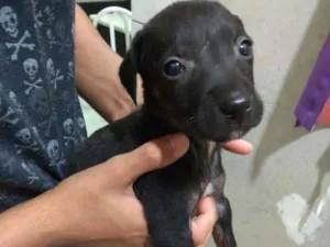 Cachorro raça SRD idade 2 a 6 meses nome Bibi