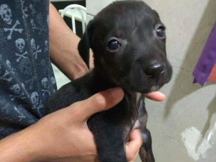 Cachorro ra a SRD idade 2 a 6 meses nome Bibi