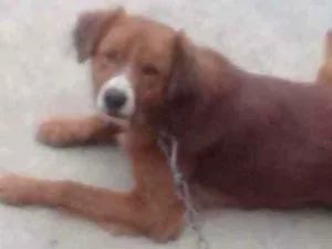 Cachorro raça nao sei idade 4 anos nome pingo 