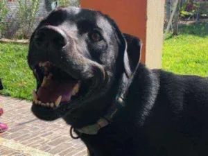 Cachorro raça Vira lata idade 4 anos nome Mogli