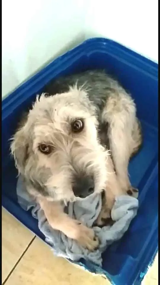 Cachorro ra a  idade 1 ano nome Miguel 