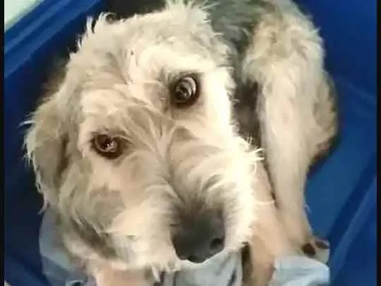 Cachorro ra a  idade 1 ano nome Miguel 