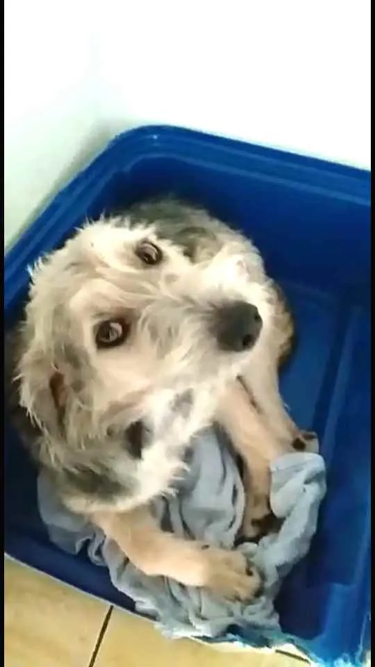 Cachorro ra a  idade 1 ano nome Miguel 