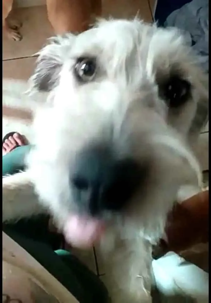 Cachorro ra a  idade 1 ano nome Miguel 