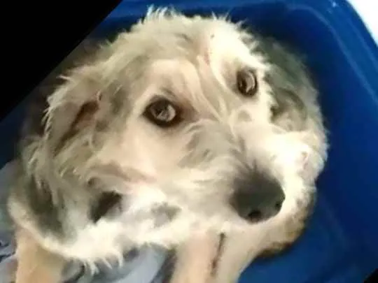 Cachorro ra a  idade 1 ano nome Miguel 