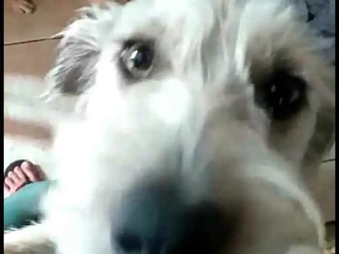 Cachorro ra a  idade 1 ano nome Miguel 