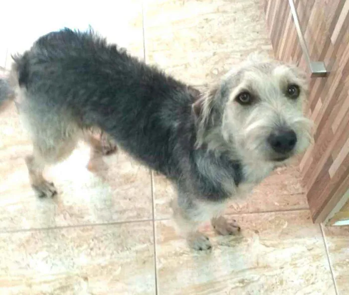 Cachorro ra a  idade 1 ano nome Miguel 