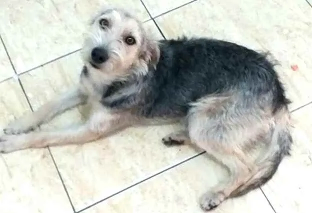 Cachorro ra a  idade 1 ano nome Miguel 