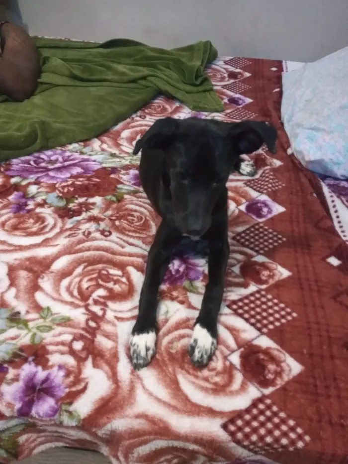 Cachorro ra a Vira Lata idade 2 a 6 meses nome Malu