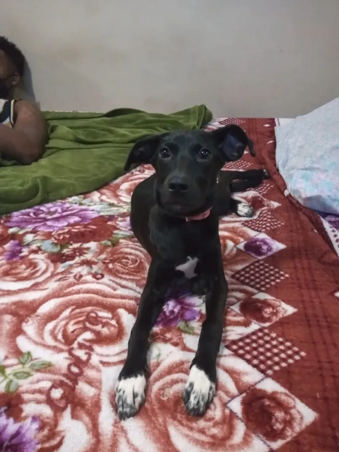 Cachorro ra a Vira Lata idade 2 a 6 meses nome Malu