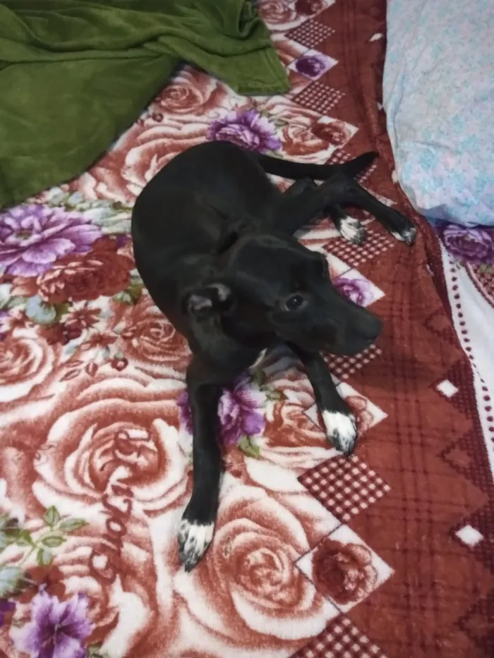 Cachorro ra a Vira Lata idade 2 a 6 meses nome Malu