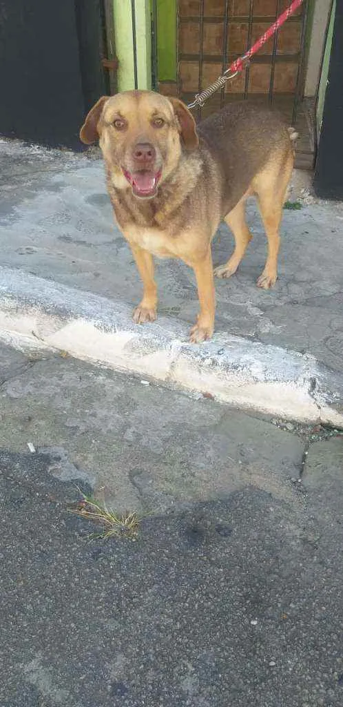 Cachorro ra a Vira lata idade 3 anos nome Lola