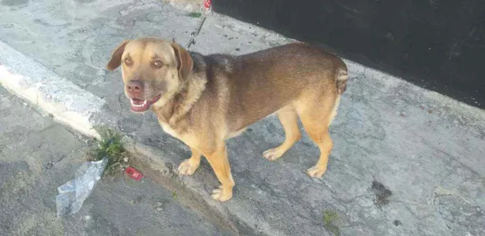 Cachorro ra a Vira lata idade 3 anos nome Lola